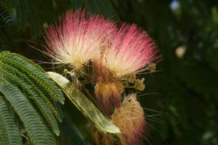 Estepona, bloemen en planten